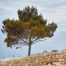 Amazing Panorama with tree at Zakynthos island, Greece