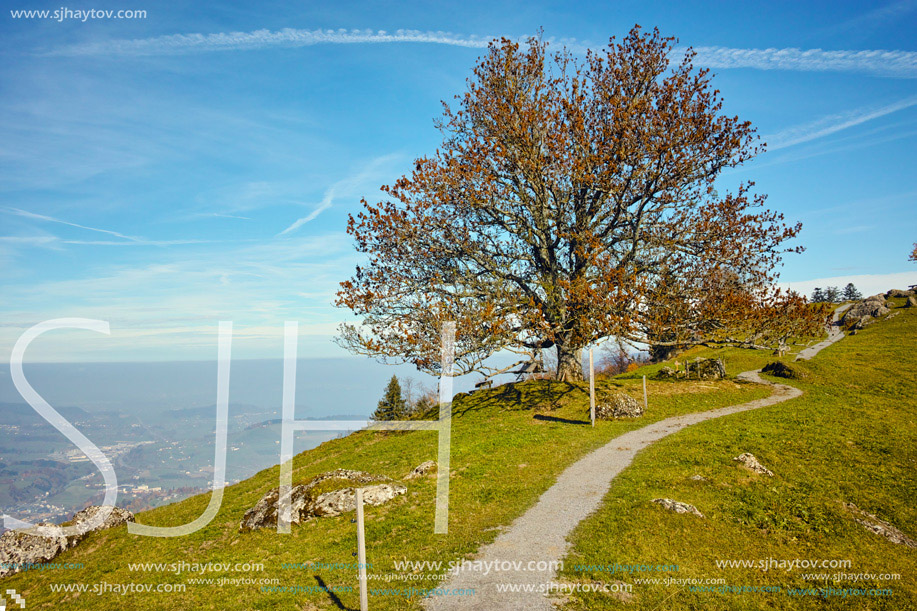 Autumn tree and amazing panorama to Lake Lucerne, Alps, Switzerland