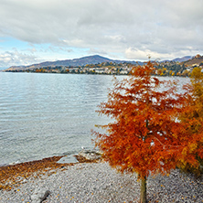 Red tree on Lake Geneva in Montreux, canton of Vaud, Switzerland