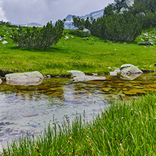 Small river and green grass, Pirin Mountain, Bulgaria