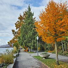 autumn tree in embankment of Montereux, canton of Vaud, Switzerland