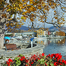 Yellow autumn tree in embankment of town of Vevey and Lake Geneva, canton of Vaud, Switzerland
