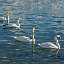 Swans swimming in Lake Geneva, Vevey, canton of Vaud, Switzerland