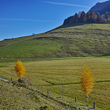 Small Autumn trees and mount Rigi, Alps, Switzerland