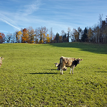 Cows on meadows above Lake Lucerne, near mount Rigi, Alps, Switzerland