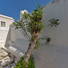 Olive Tree and Typical white house in town of Parakia, Paros island, Cyclades, Greece