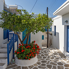 Typical street and flowers in town of Parakia, Paros island, Cyclades, Greece