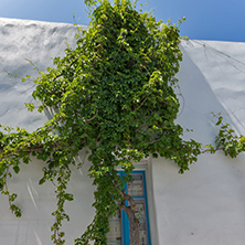 Green Bush on Typical white house in town of Naoussa, Paros island, Cyclades, Greece