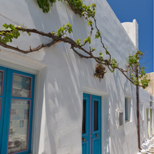 Green vine on Typical white house in town of Naoussa, Paros island, Cyclades, Greece