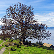tree and blue sky near mount Rigi, Alps, Switzerland
