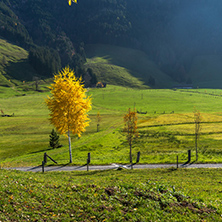 Yellow trees in autumn landscape under mount Rigi, Alps, Switzerland