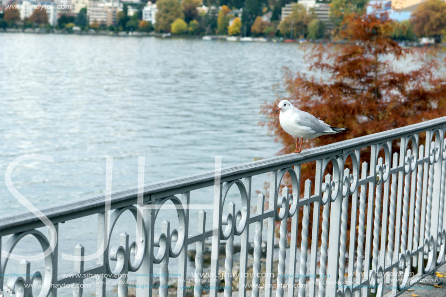 bird perched on the railing of Lake Geneva, Montreux, canton of Vaud, Switzerland