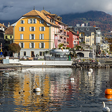 Swans swimming in Lake Geneva, town of Vevey, canton of Vaud, Switzerland