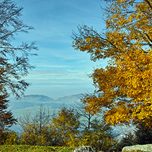 Yellow tree and blue sky near mount Rigi, Alps, Switzerland