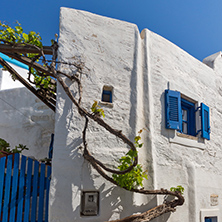 white houses with vine in town of Parakia, Paros island, Cyclades, Greece