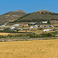 Wheat fields near town of Parikia, Paros island, Cyclades, Greece