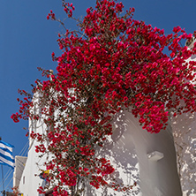 Red flowers on medieval white house, island of Mykonos, Cyclades, Greece