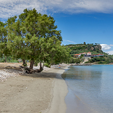 Green tree at Keriou beach, Zakynthos, Ionian island, Greece