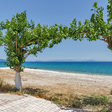 Beach and trees on the beach of Poros, Kefalonia, Ionian Islands, Greece