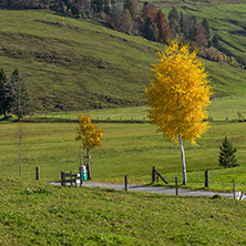 Yellow tree and autumn landscape, Alps, Switzerland