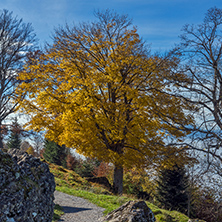 Yellow tree near mount Rigi, Alps, Switzerland