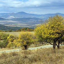 Yellow tree and Autumn view of Cherna Gora mountain, Pernik Region, Bulgaria