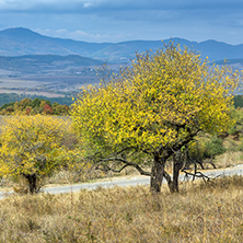 Amazing view of Yellow tree and Autumn view of Cherna Gora mountain, Pernik Region, Bulgaria