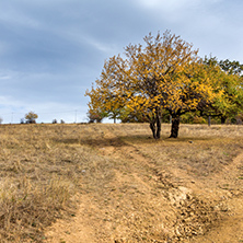 Amazing Autumn Landscape with yellow tree of Cherna Gora mountain, Pernik Region, Bulgaria