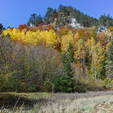 Yellow trees and Autumn view of Buynovsko gorge, Rhodope Mountains, Bulgaria