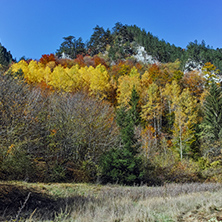 Amazing view of Yellow trees and Autumn view of Buynovsko gorge, Rhodope Mountains, Bulgaria