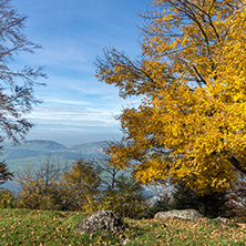Landscape with Yellow tree near mount Rigi, Alps, Switzerland