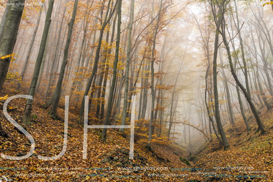 Amazing landscape with Fog in the yellow forest, Vitosha Mountain, Sofia City Region, Bulgaria
