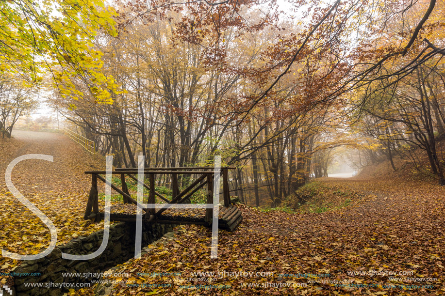 Landscape with Fog in the yellow forest and wooden bridge, Vitosha Mountain, Sofia City Region, Bulgaria