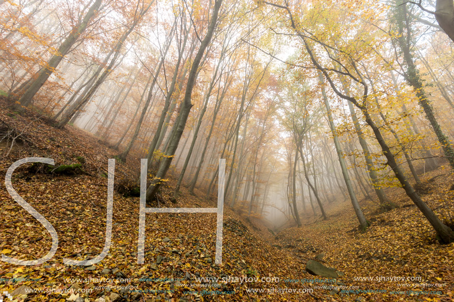 Amazing Autumn panorama with Fog in the yellow forest, Vitosha Mountain, Sofia City Region, Bulgaria
