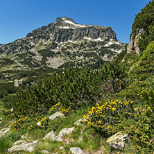 Amazing panorama with Dzhangal peak and Spring flowers in Pirin Mountain, Bulgaria