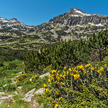 Amazing panorama with Dzhangal peak and Spring flowers in Pirin Mountain, Bulgaria