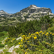 Amazing view with Dzhangal peak and Spring flowers in Pirin Mountain, Bulgaria