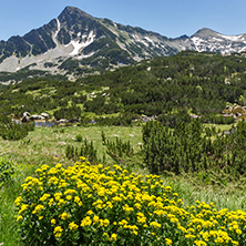 Landscape with Yellow spring flowers and Sivrya peak, Pirin Mountain, Bulgaria