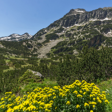 Landscape with Yellow spring flowers and  Dzhangal peak, Pirin Mountain, Bulgaria
