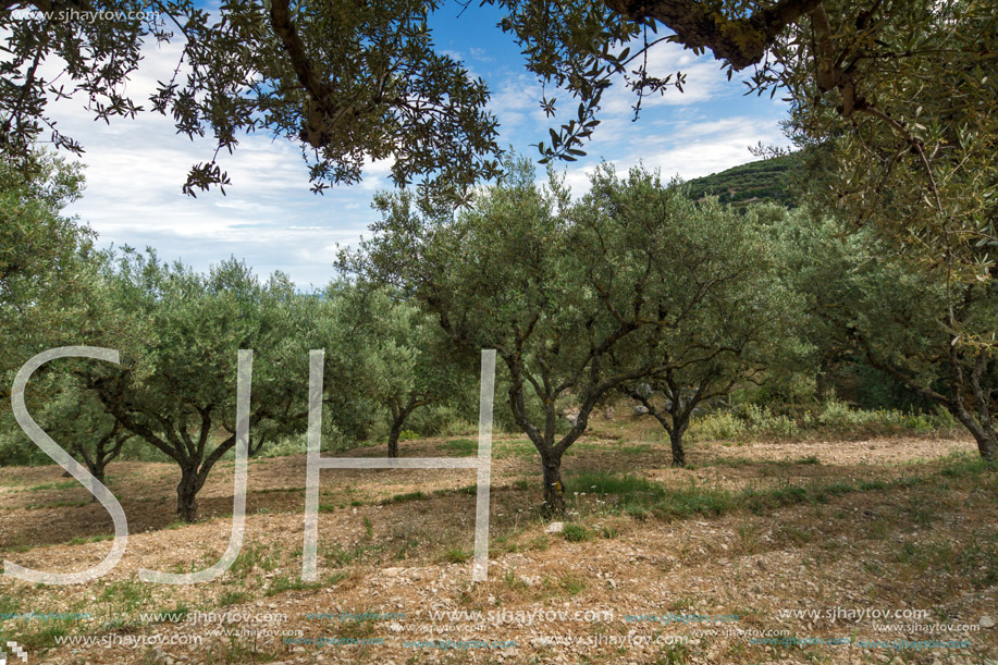 Olive forest in Zakynthos, Ionian island, Greece