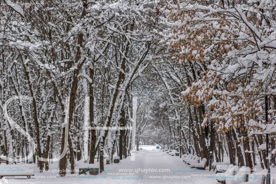 Amazing Winter view with snow covered trees in South Park in city of Sofia, Bulgaria