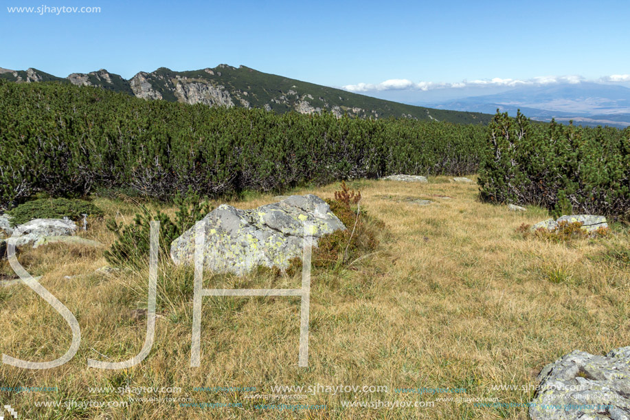 Landscape with Bushes and stones in Rila Mountain, Bulgaria