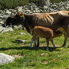 Cows in the Valley of Valyavitsa river, Pirin Mountain, Bulgaria
