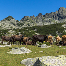 Amazing landscape with Dzhangal Peak and cows on green meadows, Pirin Mountain, Bulgaria