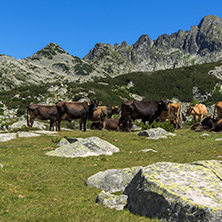 Amazing landscape with Dzhangal Peak and cows on green meadows, Pirin Mountain, Bulgaria