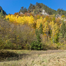 Yellow trees and Autumn view of Buynovsko gorge, Rhodope Mountains, Bulgaria