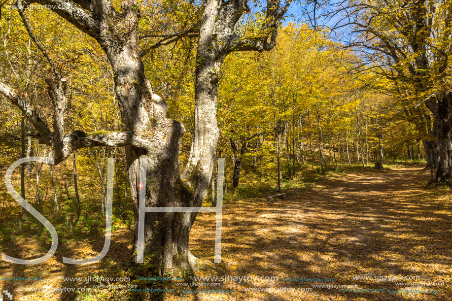 Autumn Landscape with yellow trees near Devil town in Radan Mountain, Serbia