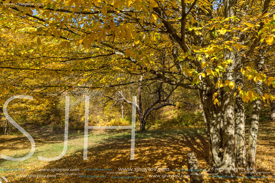 Autumn Landscape with yellow trees near Devil town in Radan Mountain, Serbia