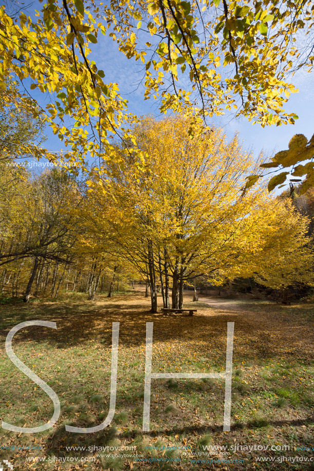 Autumn Landscape with yellow trees near Devil town in Radan Mountain, Serbia