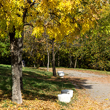 Autumn landscape with Yellow trees in South Park in city of Sofia, Bulgaria